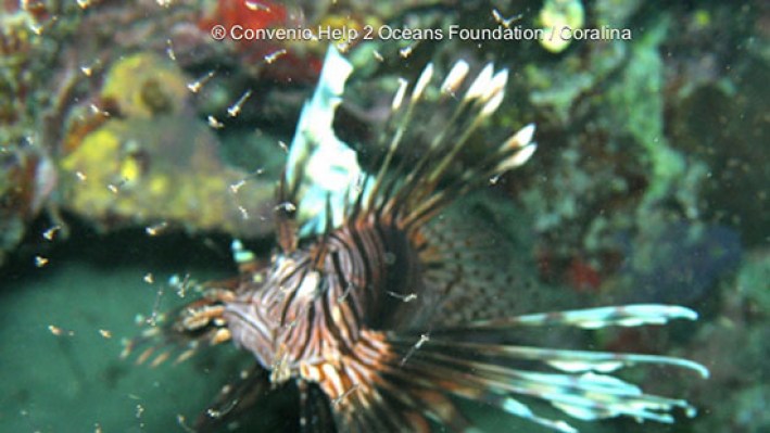Lion Fishes (293)_4801